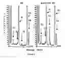 Fig. 04 - Hydroxyapatite grafted fumarate based macromers for biodegradable composites