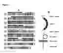 Fig. 03 - Transmembrane protein amigo and uses thereof