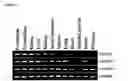 Fig. 04 - Transmembrane protein amigo and uses thereof