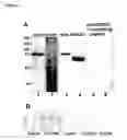Fig. 06 - Transmembrane protein amigo and uses thereof