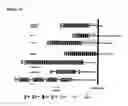 Fig. 16 - Transmembrane protein amigo and uses thereof