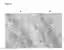 Fig. 20 - Transmembrane protein amigo and uses thereof