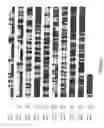Fig. 02 - Sequences characteristic of hypoxia-regulated gene transcription