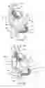 Fig. 03 - Methods and devices for improving cardiac output