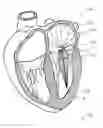 Fig. 35 - Blood flow controlling apparatus
