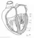 Fig. 37 - Blood flow controlling apparatus