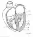 Fig. 40 - Blood flow controlling apparatus
