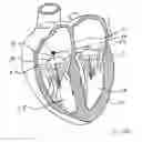 Fig. 43 - Blood flow controlling apparatus