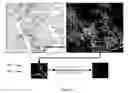 Fig. 08 - Automated alignment of spatial data sets using geometric invariant information and parameter space clustering