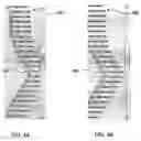 Fig. 05 - Dynamic multi-dimensional scrolling