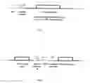 Fig. 02 - Expression systems