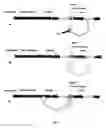 Fig. 07 - Expression systems