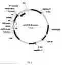 Fig. 09 - Expression systems