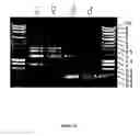 Fig. 43 - Expression systems