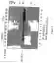 Fig. 06 - SOCS-box containing peptides