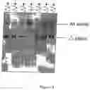 Fig. 09 - SOCS-box containing peptides