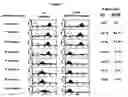 Fig. 02 - Method to enrich for α(1,3)-galactosyltransferase null pig cells