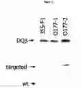 Fig. 06 - Method to enrich for α(1,3)-galactosyltransferase null pig cells
