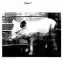 Fig. 08 - Method to enrich for α(1,3)-galactosyltransferase null pig cells