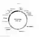 Fig. 22 - Nucleic acid fragments encoding isoflavone synthase