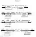 Fig. 04 - Dissimilar promoters for gene suppression