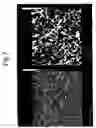 Fig. 07 - Electrolytic phosphating process