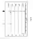 Fig. 10 - Method for selective measurement of specific substances from a mixture by maldi mass spectrometry