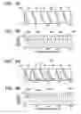 Fig. 03 - Electric motor with minimized cogging and related method of determining stator pole geometry