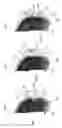 Fig. 08 - Spectacles and sunshade clip assembly using ornamental coupling structure