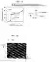 Fig. 10 - Optical recording medium, and recording and reproducing method