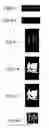 Fig. 07 - Precise grayscale character segmentation apparatus and method