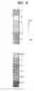 Fig. 07 - Image forming system and image forming apparatus