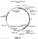 Fig. 09 - Antibody variants and uses thereof