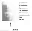 Fig. 02 - Growth differentiation factor-7