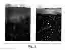 Fig. 04 - Methods and reagents for tissue engineering of cartilage in vitro