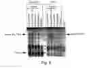Fig. 09 - Pharmaceutically acceptable FN3 polypeptides for human treatments