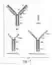 Fig. 12 - Pharmaceutically acceptable FN3 polypeptides for human treatments