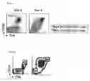Fig. 04 - Method for detecting regulatory T cells using expression of folate receptor 4 as indicator, method for treating diseases using the detection method, pharmaceutical composition for immunostimulation, and method for treating diseases using the composition