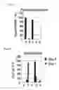 Fig. 05 - Method for detecting regulatory T cells using expression of folate receptor 4 as indicator, method for treating diseases using the detection method, pharmaceutical composition for immunostimulation, and method for treating diseases using the composition