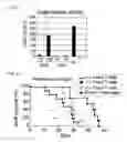 Fig. 06 - Method for detecting regulatory T cells using expression of folate receptor 4 as indicator, method for treating diseases using the detection method, pharmaceutical composition for immunostimulation, and method for treating diseases using the composition
