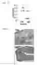 Fig. 08 - Method for detecting regulatory T cells using expression of folate receptor 4 as indicator, method for treating diseases using the detection method, pharmaceutical composition for immunostimulation, and method for treating diseases using the composition