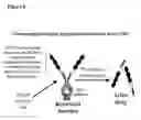 Fig. 06 - Cleavable reagents for specific delivery to disease sites