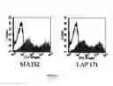 Fig. 08 - Polypeptides having a triggering NK activity and biological applications