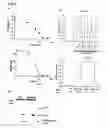 Fig. 04 - Inducible nitric oxide synthase binds, S-nitrosylates, and activates cyclooxygenase-2