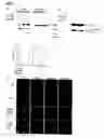 Fig. 05 - Inducible nitric oxide synthase binds, S-nitrosylates, and activates cyclooxygenase-2