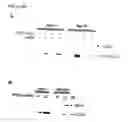 Fig. 06 - Inducible nitric oxide synthase binds, S-nitrosylates, and activates cyclooxygenase-2