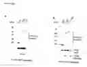 Fig. 07 - Inducible nitric oxide synthase binds, S-nitrosylates, and activates cyclooxygenase-2