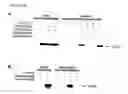 Fig. 09 - Inducible nitric oxide synthase binds, S-nitrosylates, and activates cyclooxygenase-2