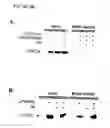 Fig. 10 - Inducible nitric oxide synthase binds, S-nitrosylates, and activates cyclooxygenase-2