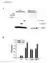 Fig. 11 - Inducible nitric oxide synthase binds, S-nitrosylates, and activates cyclooxygenase-2